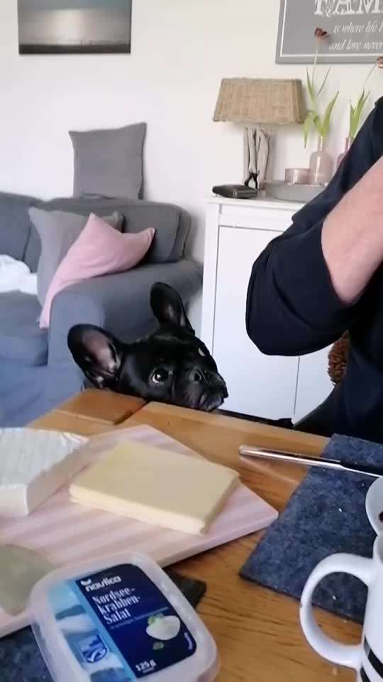 Französische Bulldoggen-Beitrag-Bild