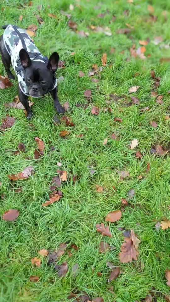 Französische Bulldoggen-Beitrag-Bild