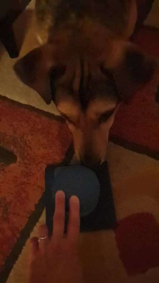 trixie dog activity-Beitrag-Bild