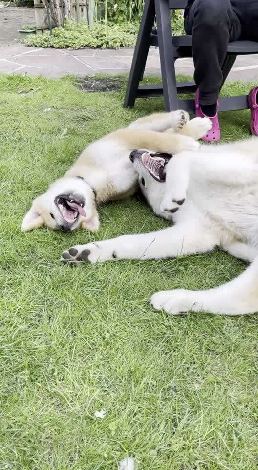 Akita Inu/American Akita (Mix) halter.-Beitrag-Bild