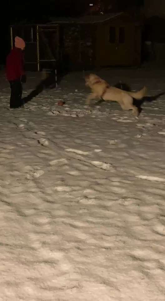 Video Challenge Nr. 12
Ein glücklicher Hund-Beitrag-Bild