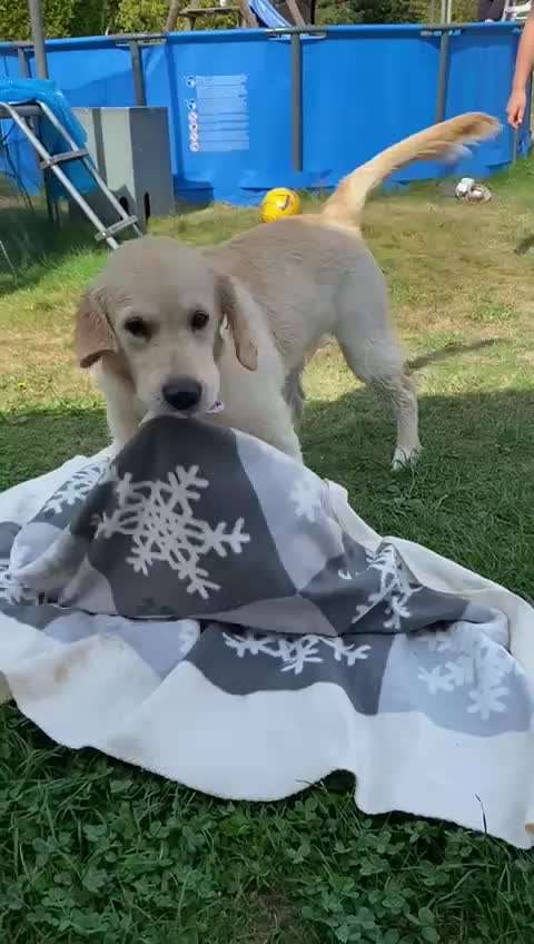 Video-Challange Nr. 9
Der unsinnige Hund-Beitrag-Bild