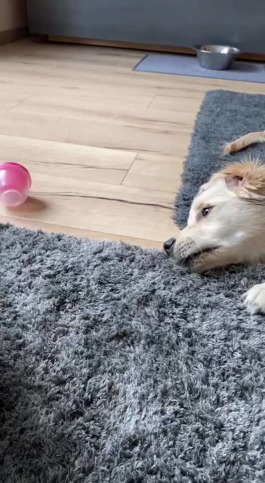 Handy Video Challenge Nr.36 Indoorbespaßung-Beitrag-Bild