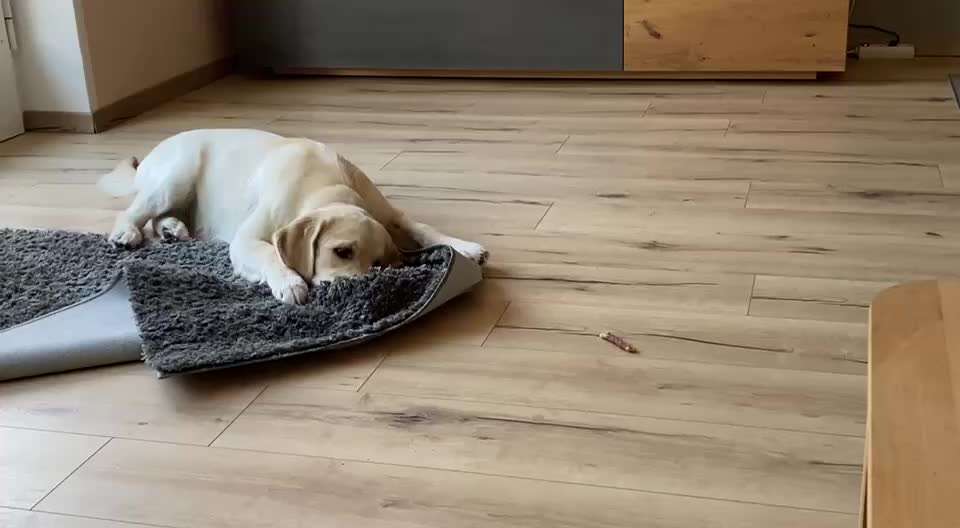 19. Video Challenge  "urkomische Hunde zum Brüllen lustig"-Beitrag-Bild