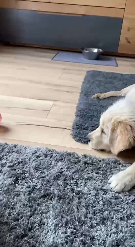 Video-Challenge Nr. 7 
Dein Hund mit Spielzeug-Beitrag-Bild