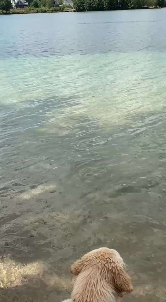 Video Challenge Nr.6
Auf den Spuren der Freiheit🐾🐾-Beitrag-Bild