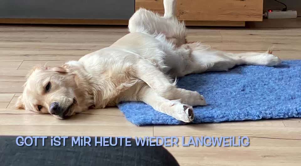 4. Kurzgeschichten Challenge Thema: Hundefreundschaften-Beitrag-Bild