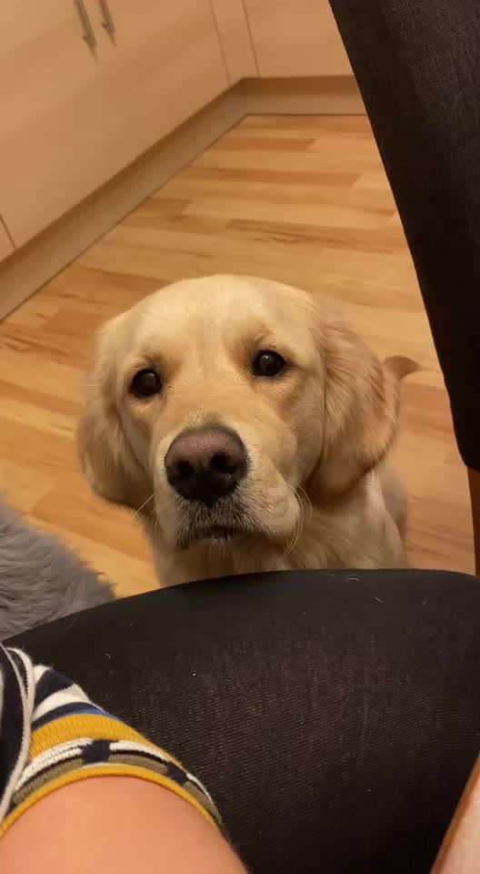 Video Challenge Nr.14 - Bettelnde Hunde-Beitrag-Bild