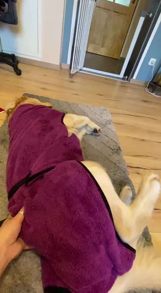 Video-Challenge Nr. 10
Der umsorgte Hund-Beitrag-Bild