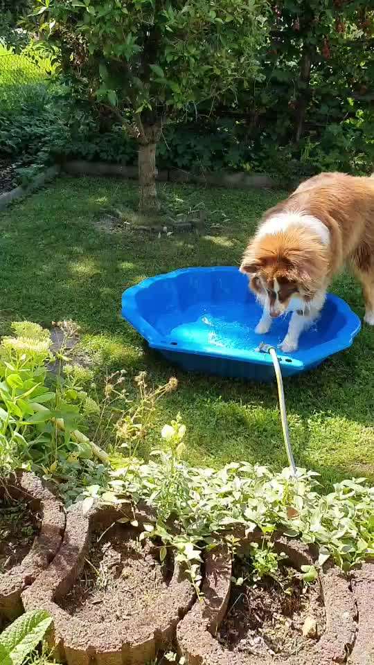 55. Video Challange: lustiges Video/Lieblingsvideo-Beitrag-Bild