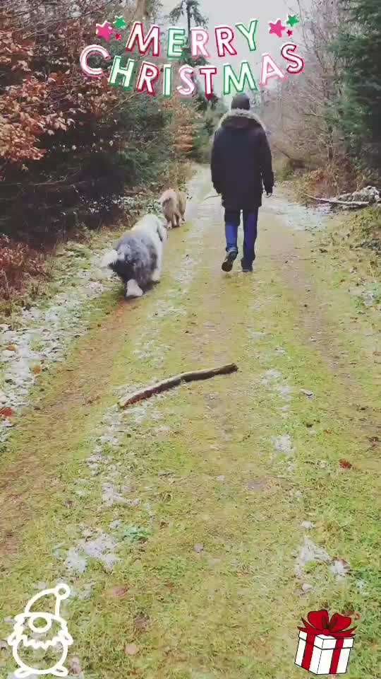 Action-Fun Hund- Aventskalender-Beitrag-Bild