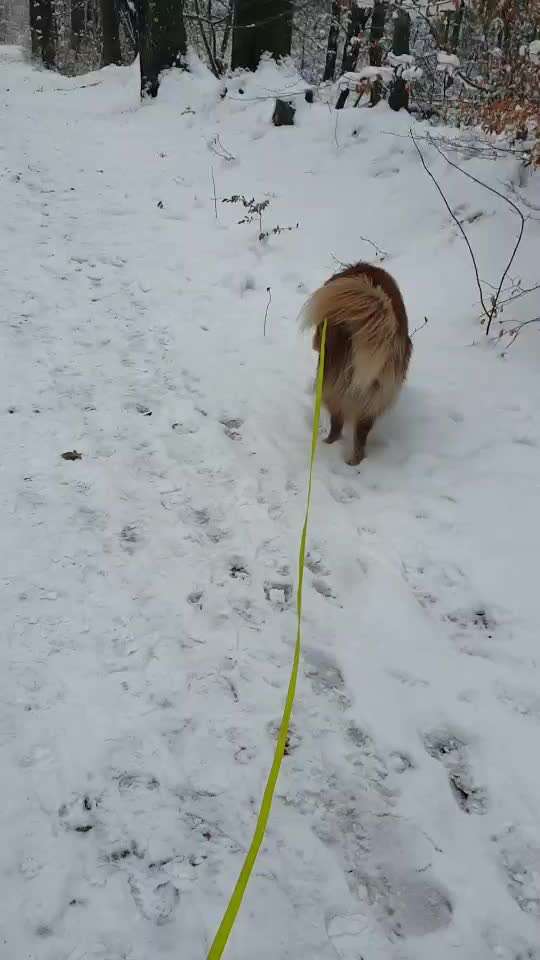 Action-Fun Hund- Aventskalender-Beitrag-Bild