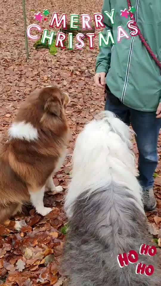 Action-Fun Hund- Aventskalender-Beitrag-Bild