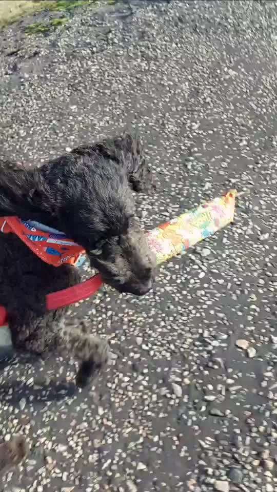 51. Video challenge - Dein Hund beim Spaziergang-Beitrag-Bild