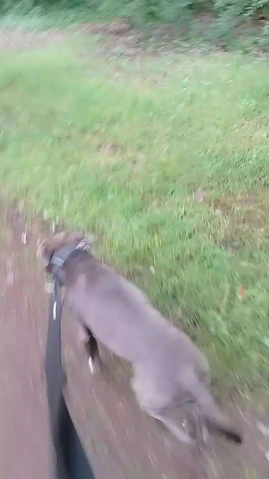 "Notfall"-Reaktion bei Leinenreaktivität-Beitrag-Bild