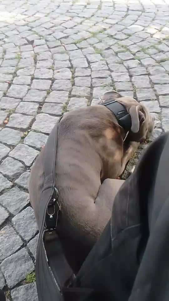 54. Impulskontrollchallenge  PAUSE MACHEN !-Beitrag-Bild