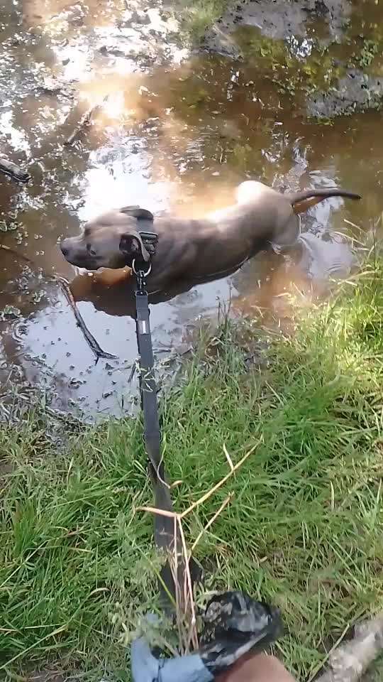 54. Impulskontrollchallenge  PAUSE MACHEN !-Beitrag-Bild