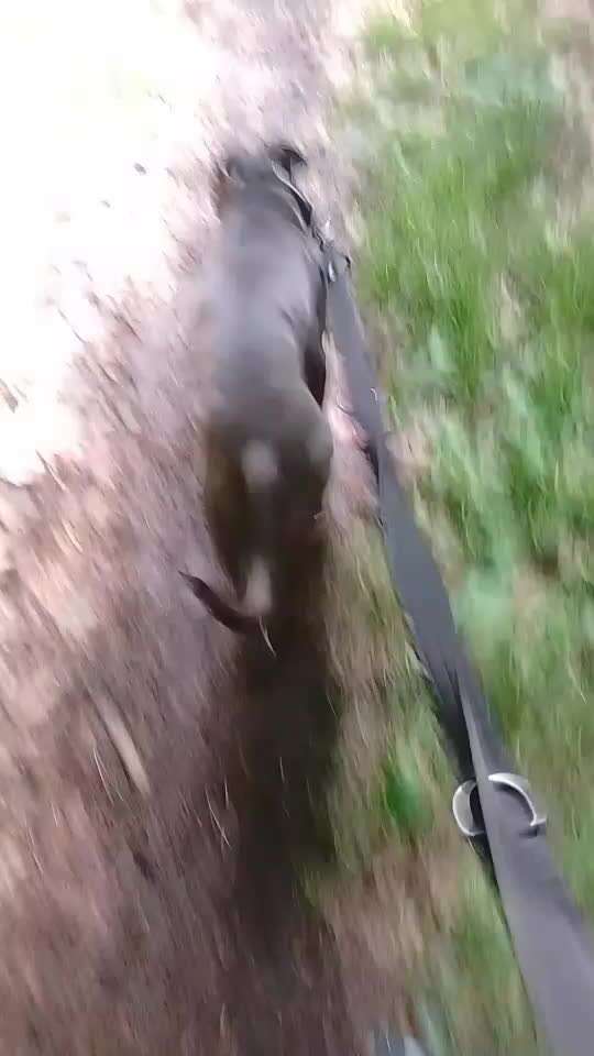 "Notfall"-Reaktion bei Leinenreaktivität-Beitrag-Bild