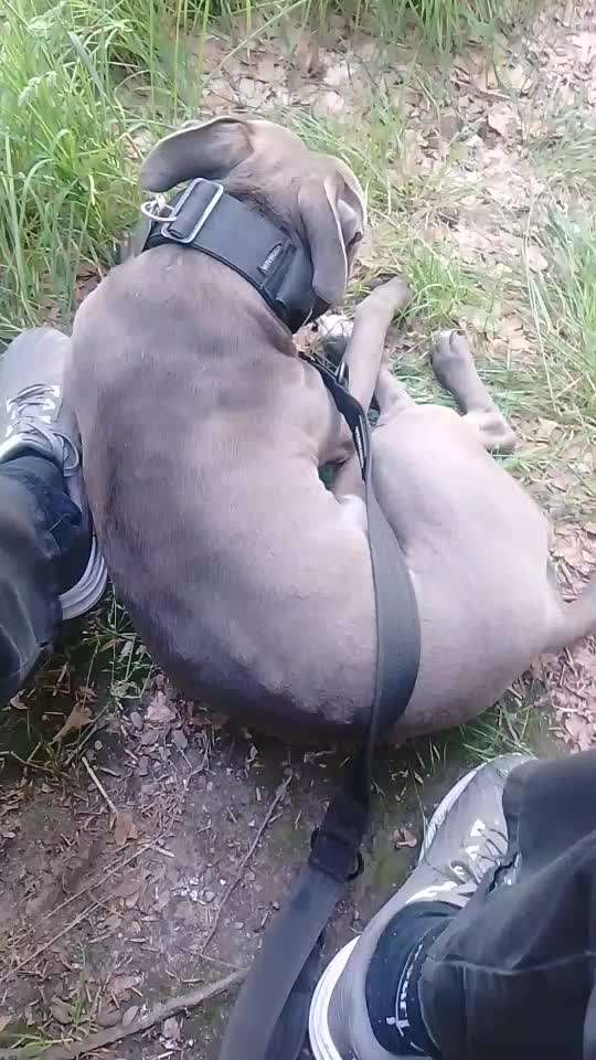 54. Impulskontrollchallenge  PAUSE MACHEN !-Beitrag-Bild