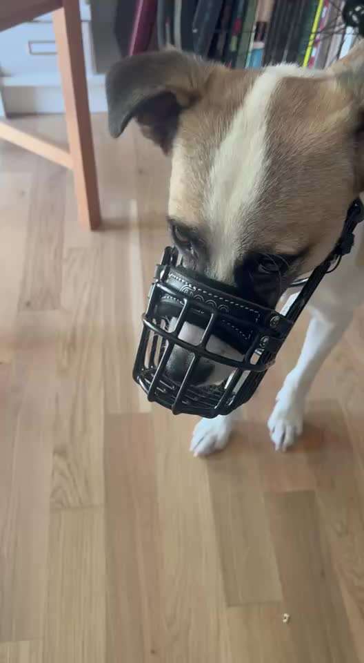 Wie sitzt mein Maulkorb / Maulkorb-Beratung-Beitrag-Bild