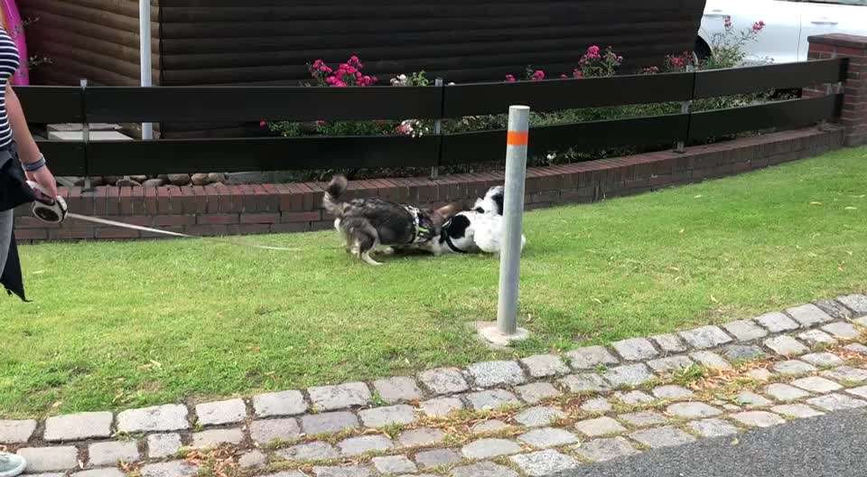 Bester Freund, Hundekumpel - zeigt her!-Beitrag-Bild