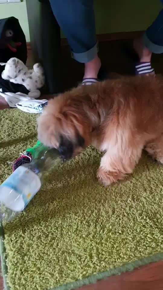 Was ist das lieblingsspielzeug von euren hunden-Beitrag-Bild