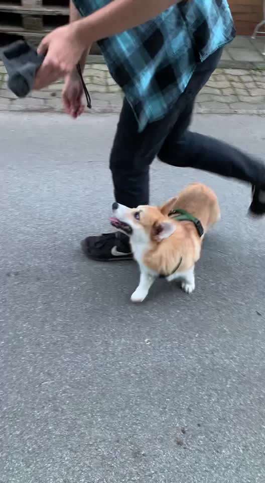 Dogorama Blog Challenge: Hundetricks-Beitrag-Bild