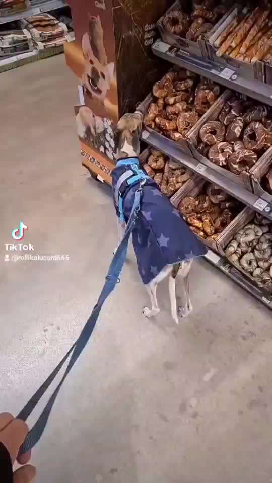 Whippet-Beitrag-Bild