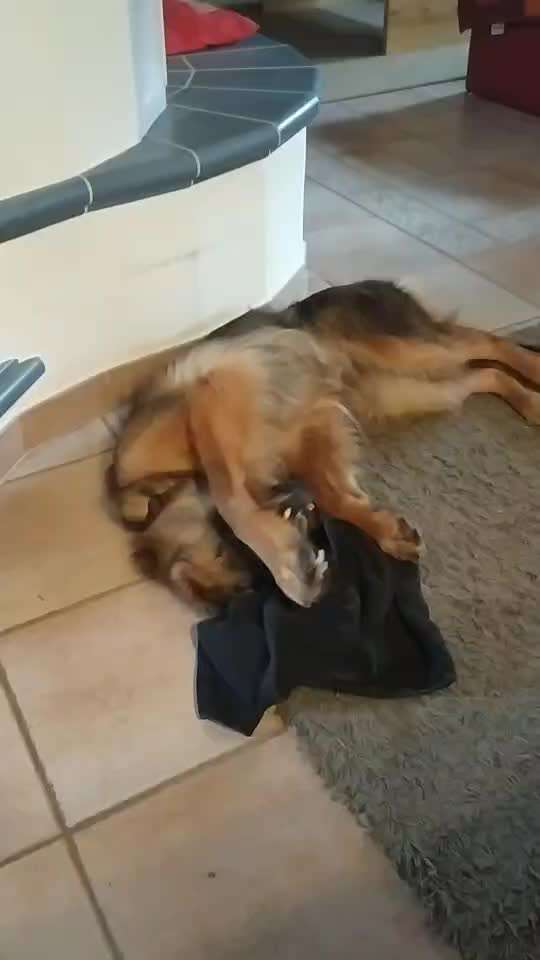 Schäferhund-Beitrag-Bild