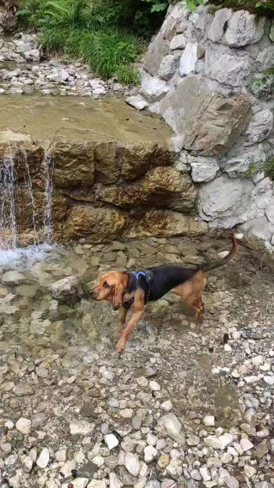 Dogorama-Monats-Challenge-Mai "Wasser"-Beitrag-Bild