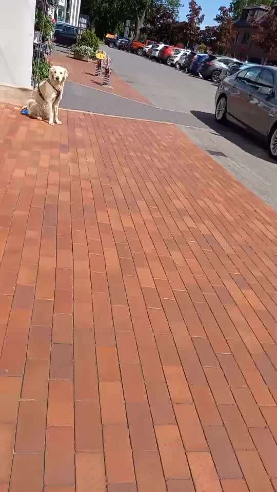 Impulskontrolle Challenge Nr. 11 "Bleib mit Ablenkung"-Beitrag-Bild