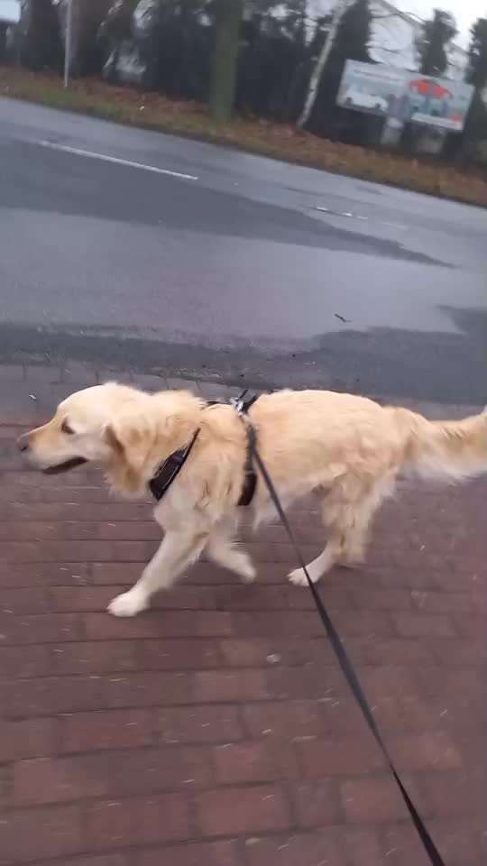 Impulskontrolle Challenge Nr . 6: ohne Befehle-Beitrag-Bild