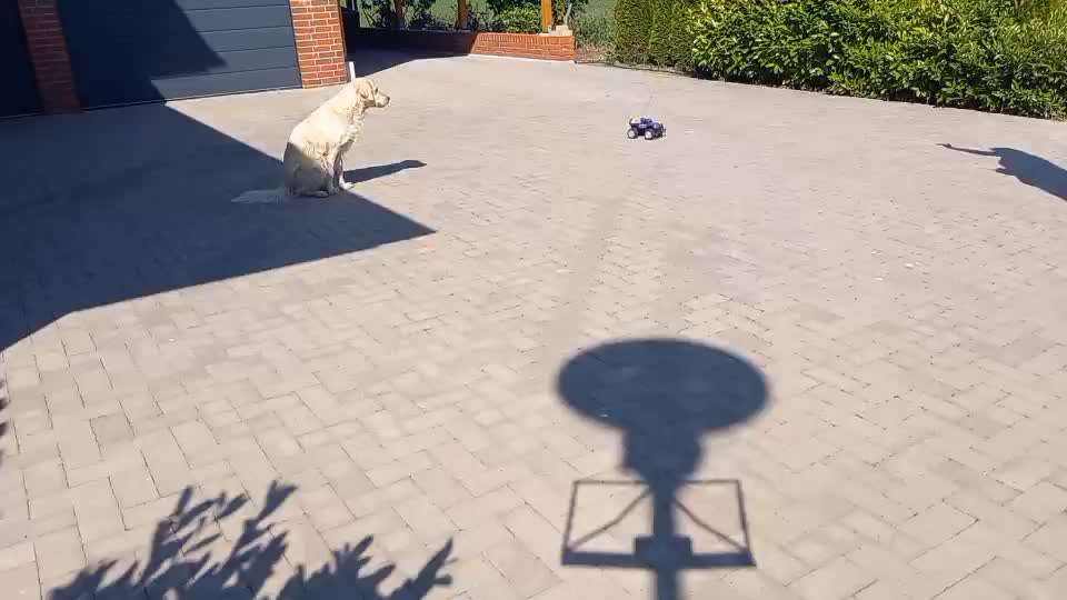 Impulskontrolle Challenge Nr. 11 "Bleib mit Ablenkung"-Beitrag-Bild