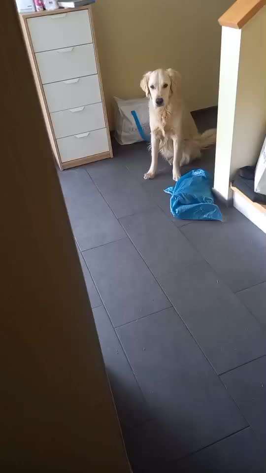 Impulskontrolle-Challenge Nr. 12: 
Begrüßungen-Beitrag-Bild