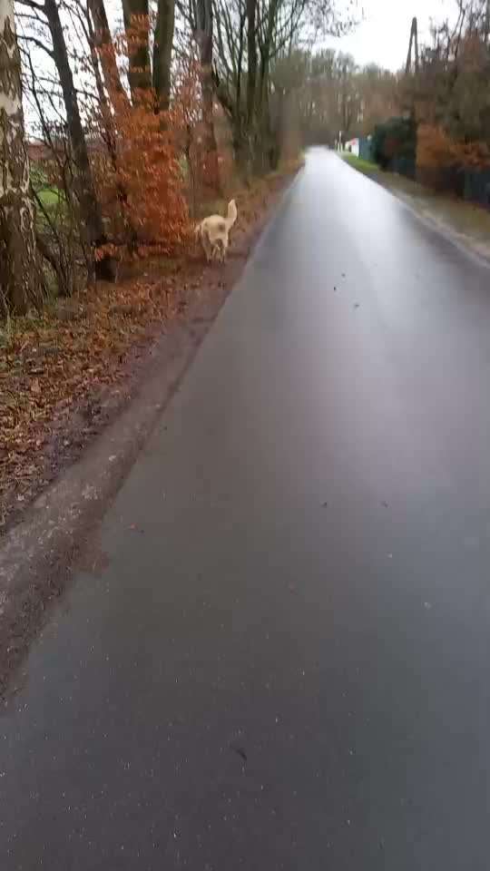 Impulskontrolle Challenge Nr . 6: ohne Befehle-Beitrag-Bild