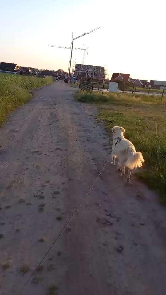 Impulskontrolle Challenge Nr. 11 "Bleib mit Ablenkung"-Beitrag-Bild