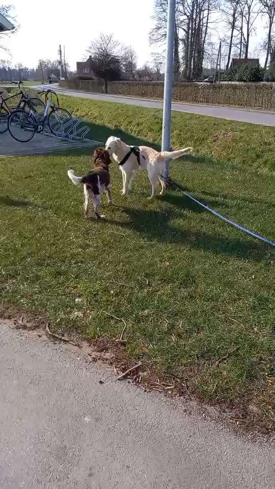 Wild & Hund- Was sollte ich beachten?-Beitrag-Bild