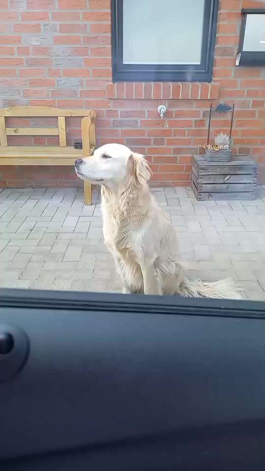 Impulskontrolle-Challenge Nr. 12: 
Begrüßungen-Beitrag-Bild