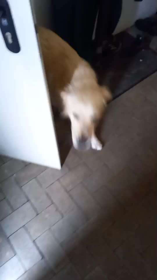 Impulskontrolle-Challenge Nr. 12: 
Begrüßungen-Beitrag-Bild