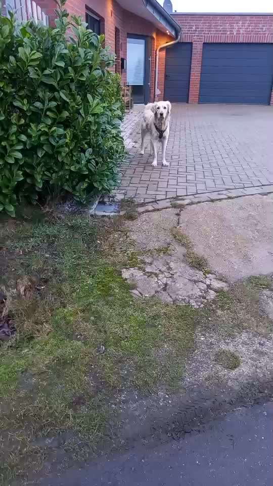 Impulskontrolle Challenge Nr . 6: ohne Befehle-Beitrag-Bild