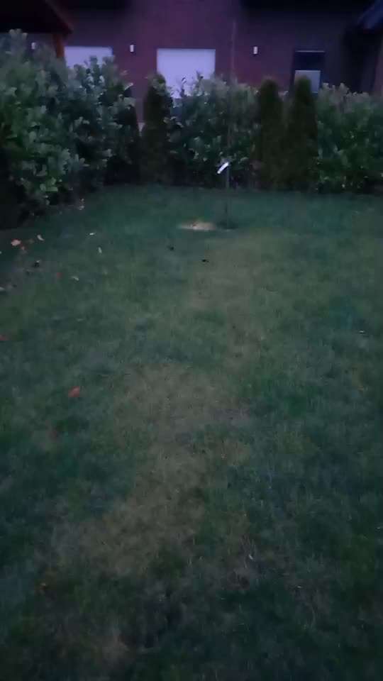 Trickdogging-Beitrag-Bild