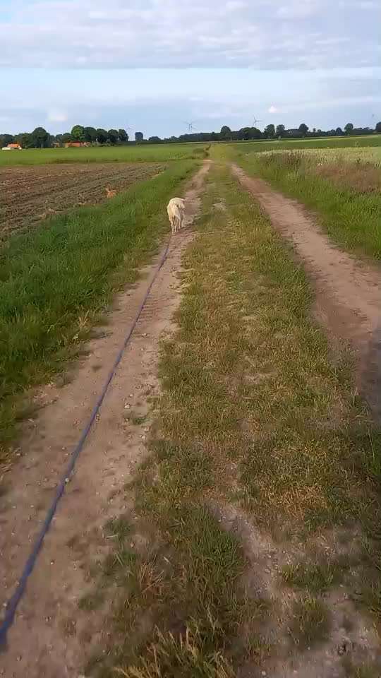 Impulskontrolle Challenge Nr. 11 "Bleib mit Ablenkung"-Beitrag-Bild