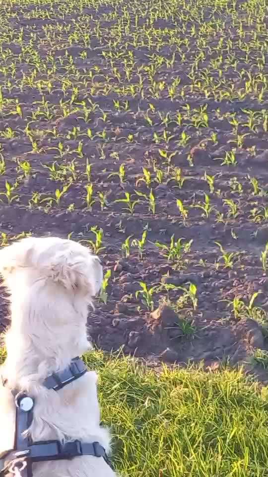 Impulskontrolle Challenge Nr. 11 "Bleib mit Ablenkung"-Beitrag-Bild