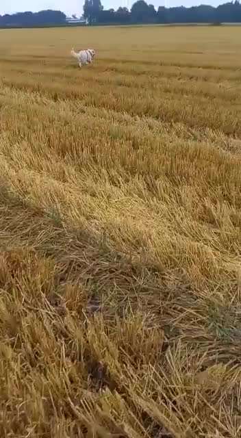 Impulskontrolle Challenge Nr . 6: ohne Befehle-Beitrag-Bild