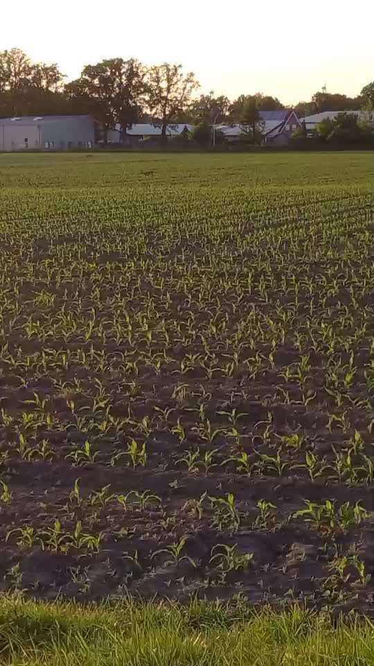 Impulskontrolle Challenge Nr. 11 "Bleib mit Ablenkung"-Beitrag-Bild