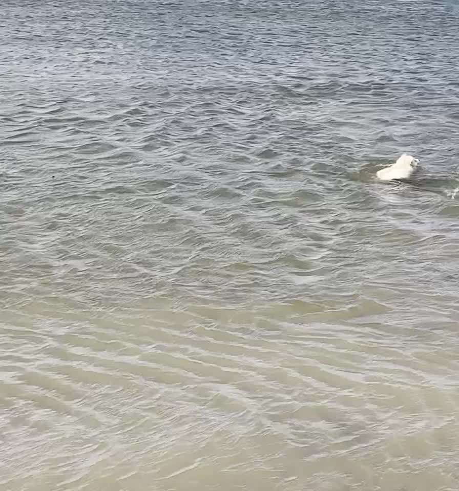 50. Video Challenge - Wasserscheu oder nicht-Beitrag-Bild