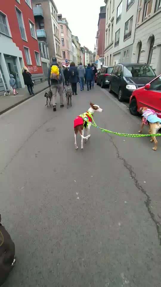 Windhunde - Treffen der besonderen Schönheiten
HERZLICH WILLKOMMEN-Beitrag-Bild