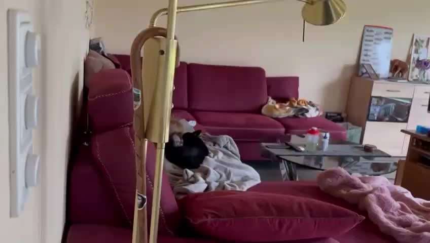 aktuelles Foto Gruppe Chihuahua