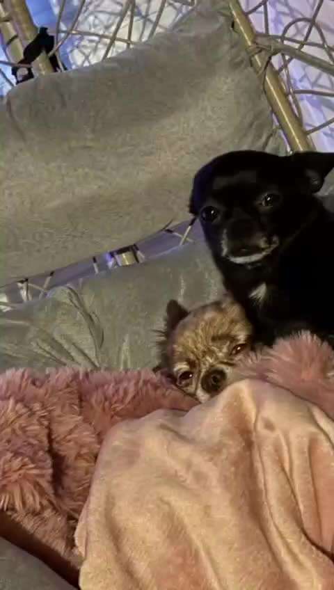 aktuelles Foto Gruppe Chihuahua