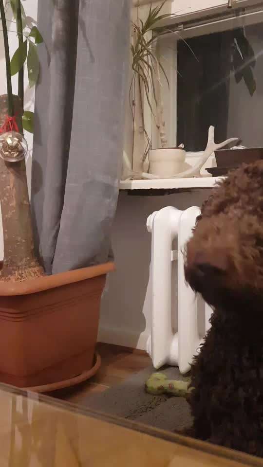 Impulskontrolle-Challenge Nr. 1: 10 Leckerli Spiel-Beitrag-Bild